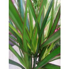 Sárkányfa - Dracaena marginata