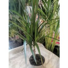 Sárkányfa - Dracaena marginata