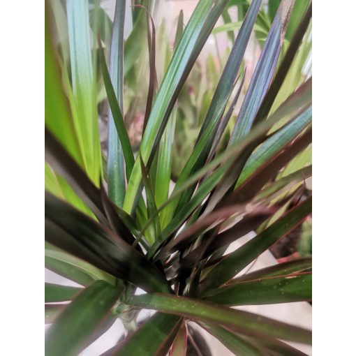 Sárkányfa - Dracaena marginata 