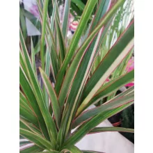 Sárkányfa - Dracaena marginata 