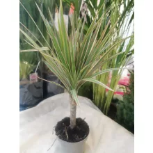 Sárkányfa - Dracaena marginata 