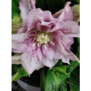 Hunyor - Helleborus orientalis 