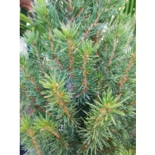 Cukorsüvegfenyő - Picea glauca 
