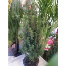 Cukorsüvegfenyő - Picea glauca 