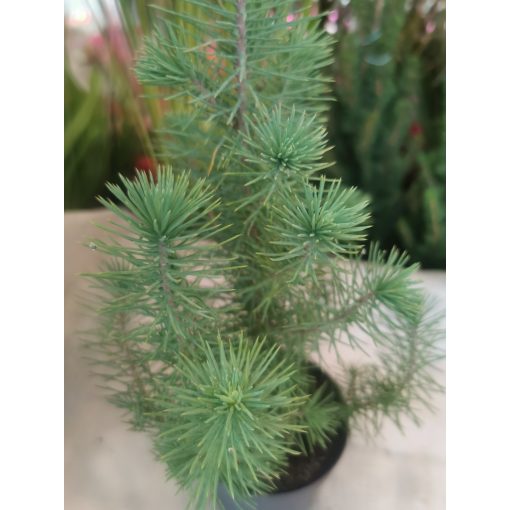 Mandulafenyő - Pinus pinea 
