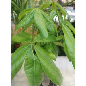 Vadkakaó - Pachira aquatica