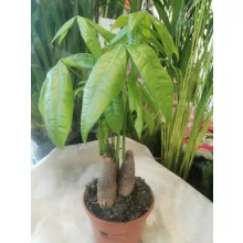 Vadkakaó - Pachira aquatica