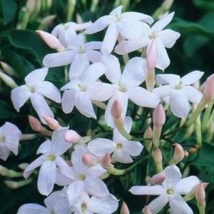 Jasminum polyanthum