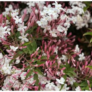 Jasminum polyanthum Passion Dark Pink - Sokvirágú jázmin