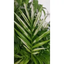 Chamaedorea Elegans ‘Variegata’