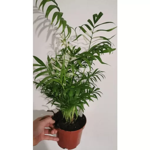Chamaedorea Elegans ‘Variegata’