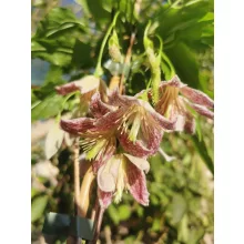 Clematis cirrhosa Advent Bells - Télen virágzó klemátisz