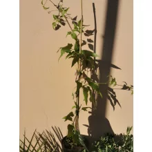 Clematis cirrhosa Advent Bells - Télen virágzó klemátisz