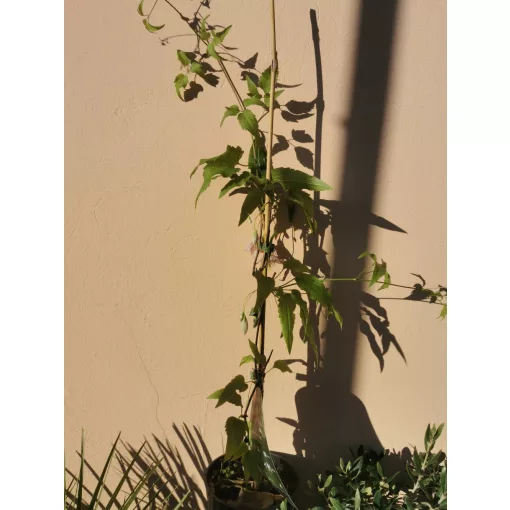 Clematis cirrhosa Advent Bells - Télen virágzó klemátisz