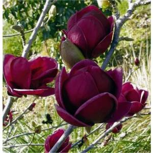 Magnolia Black Tulip - Liliomfa