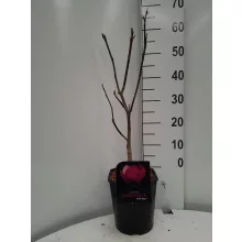 Magnolia Black Tulip - Liliomfa