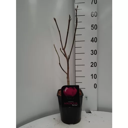 Magnolia Black Tulip - Liliomfa