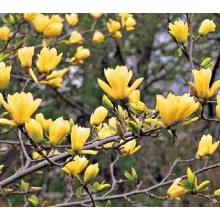 Magnolia Yellow River