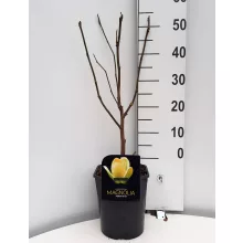 Magnolia Yellow River