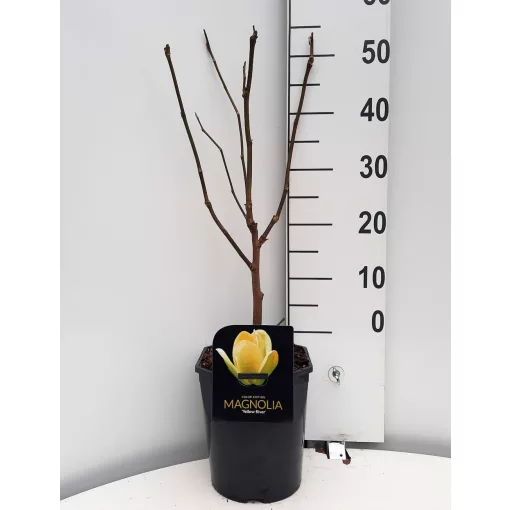 Magnolia Yellow River