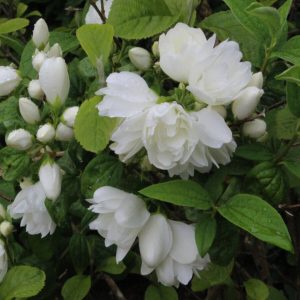 Teltvirágú jezsámen - Philadelphus Snowbelle