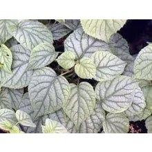Japán kúszóhortenzia - Schizophragma Moonlight