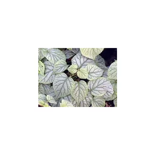 Japán kúszóhortenzia - Schizophragma Moonlight