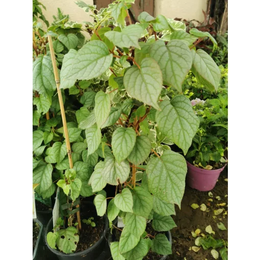 Japán kúszóhortenzia - Schizophragma Moonlight