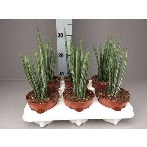 Senecio stapeliaeformis