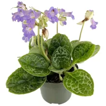 Streptocarpus Pretty Turtle
