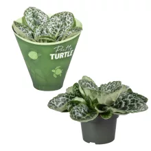 Streptocarpus Pretty Turtle