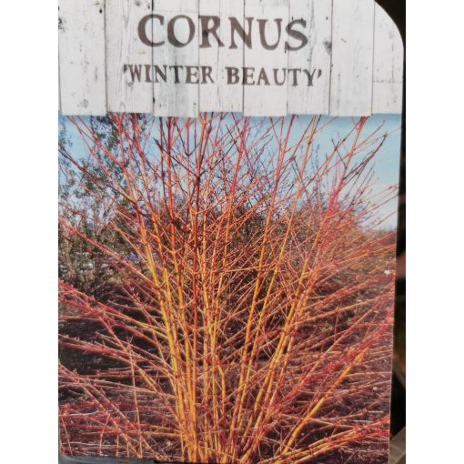 Veresgyűrűs som - Cornus Winter Beauty