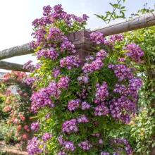 Rosa Veilchenblau