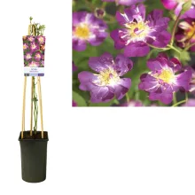 Rosa Veilchenblau