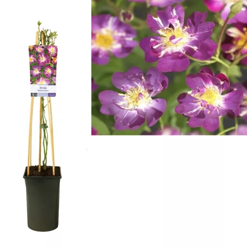 Rosa Veilchenblau