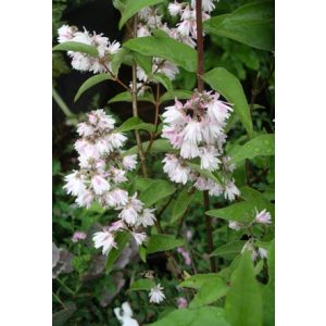 Deutzia scabra Plena - Gyöngyvirágcserje