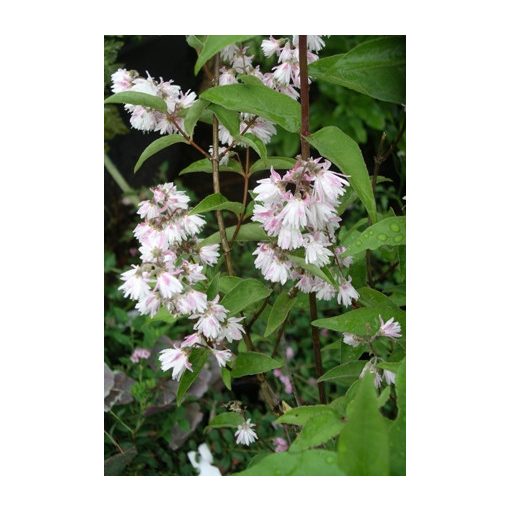 Deutzia scabra Plena - Gyöngyvirágcserje