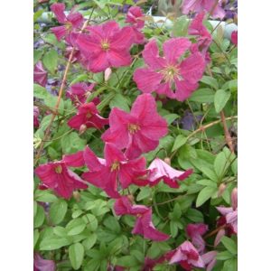 Clematis Abundance - Klemátisz