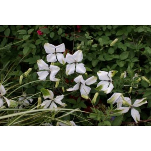 Clematis Alba Luxurians (p17)