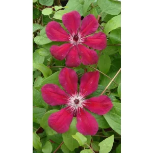 Clematis Allanah (p17)
