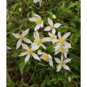 Clematis Anita - Klemátisz