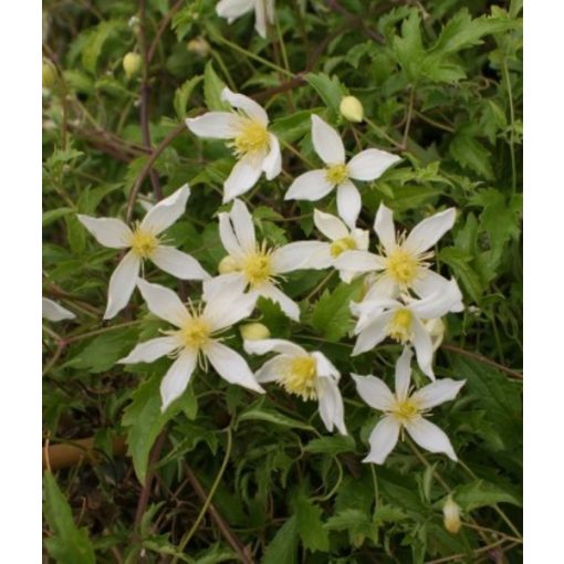 Clematis Anita - Klemátisz