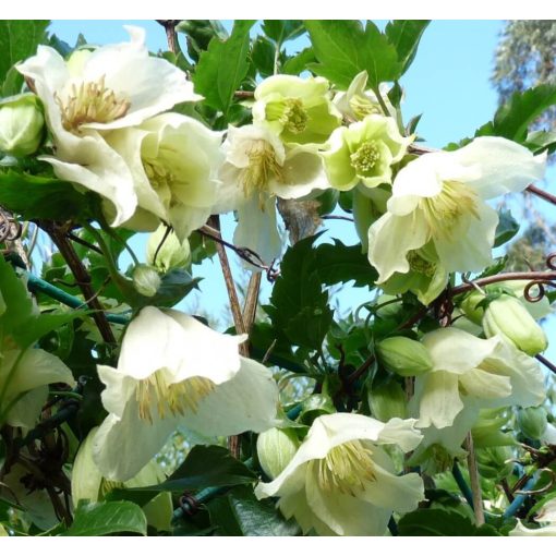 Clematis cirrhosa Jingle bells (télen virágzó klemátisz)