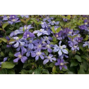 Clematis Arabella - Klemátisz