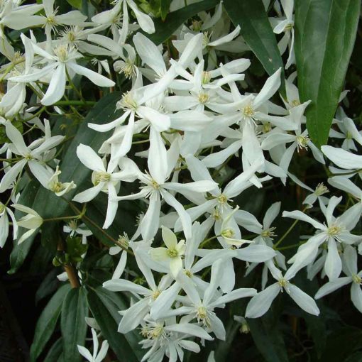 Clematis armandii (p15)