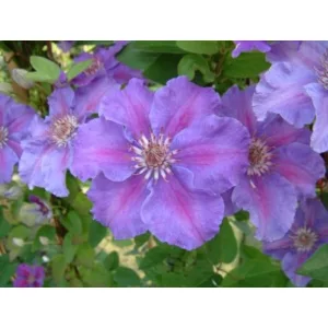 Clematis Ashva - Klemátisz