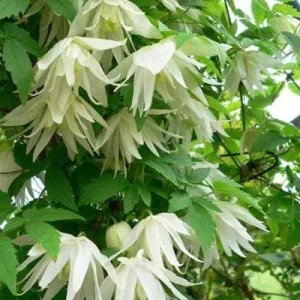 Clematis atra Albina Plena (p17)