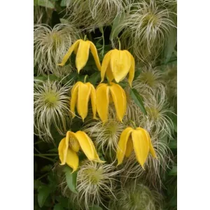 Clematis Aureolin - Klemátisz