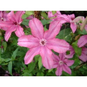 Clematis Barbara - Klemátisz