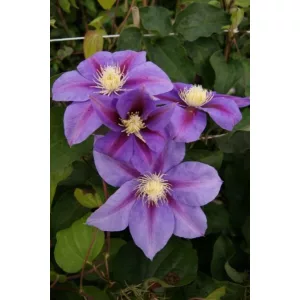 Clematis Barbara Jackman - Klemátisz